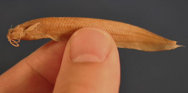 A specimen of the fish Kryptoglanis shajii, held in a man's fingers to indicate size